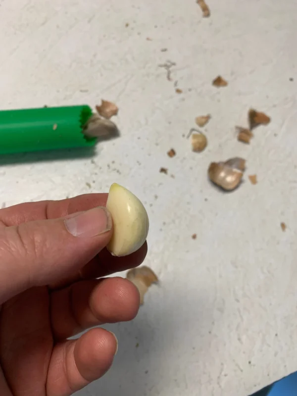 Chesnok garlic