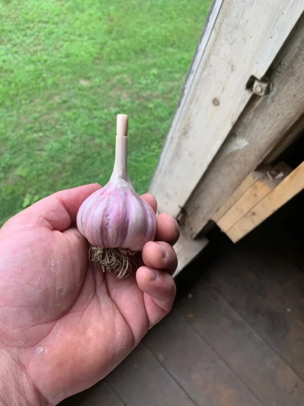 Chesnok garlic