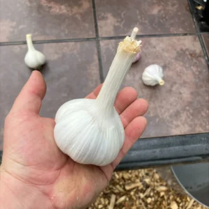 German White