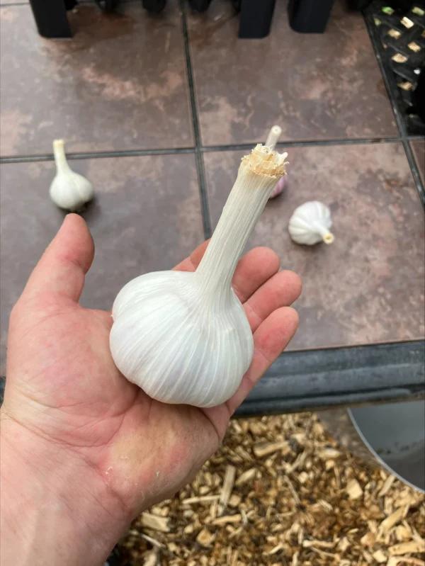 German White