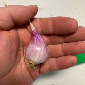 French Grey Shallots