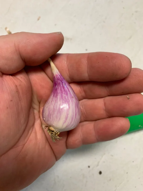 French Grey Shallots