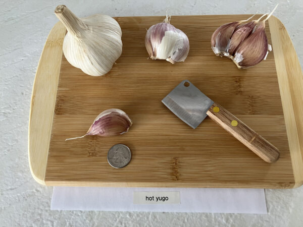 Hot Yugo Garlic - Image 4