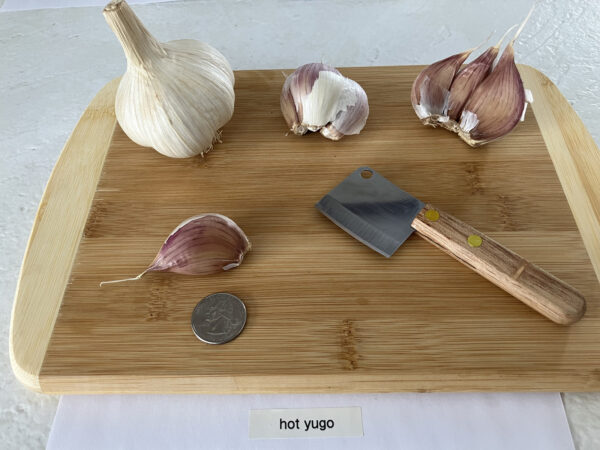 Hot Yugo Garlic - Image 3
