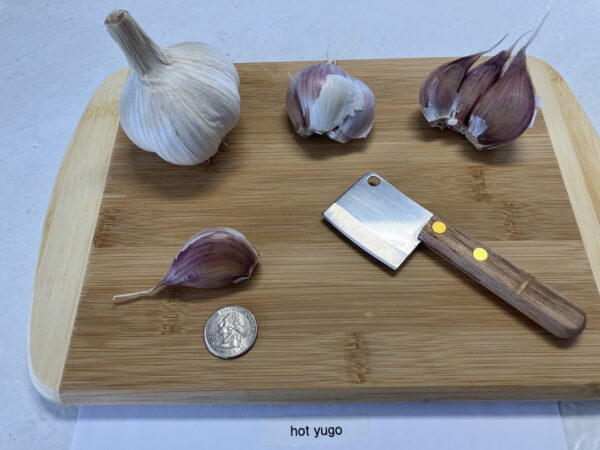 Hot Yugo Garlic - Image 2