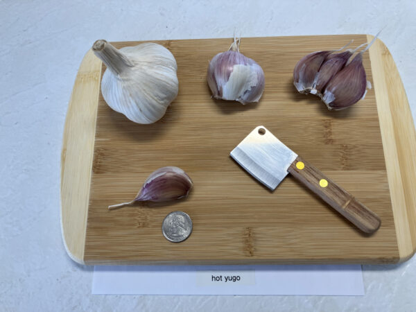Hot Yugo Garlic