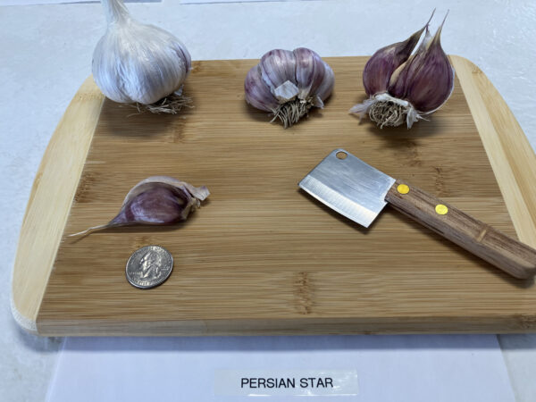 Persian Star - Image 2