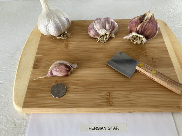 Persian Star - Image 3