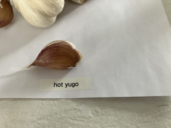 Hot Yugo Garlic - Image 5