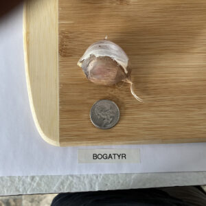 Bogatyr