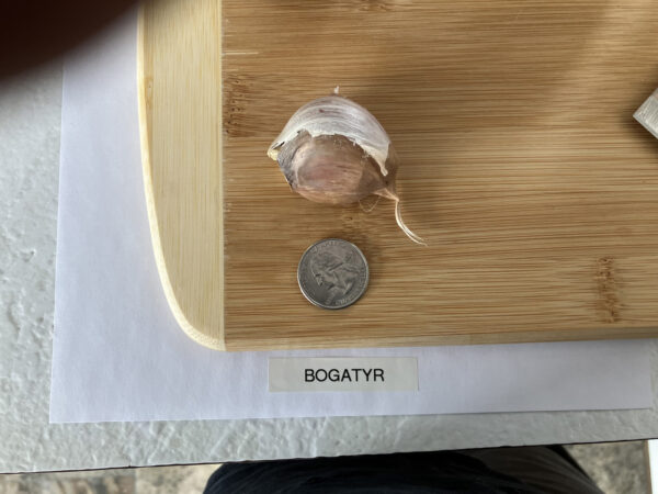 Bogatyr