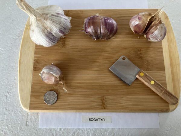 Bogatyr - Image 2