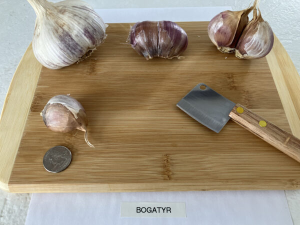 Bogatyr - Image 3
