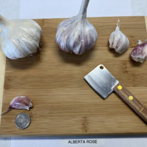 Alberta Rose