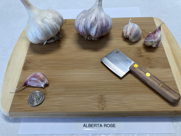 Alberta Rose - Image 2