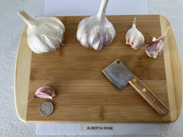 Alberta Rose - Image 3