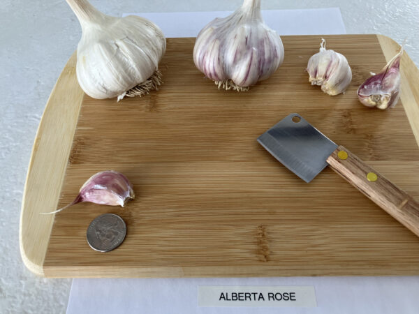 Alberta Rose - Image 4