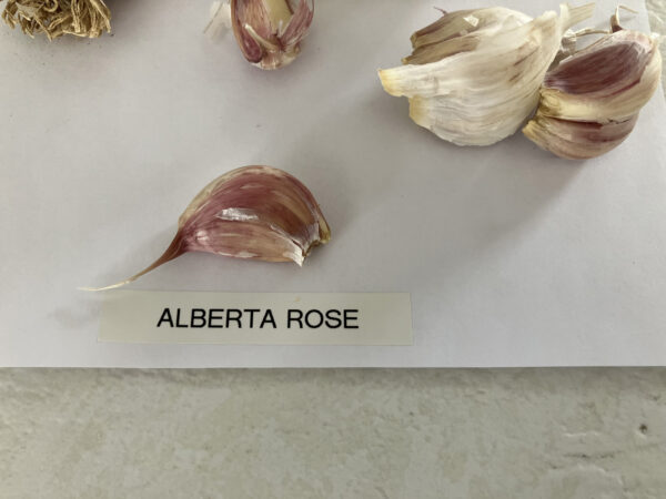 Alberta Rose - Image 6