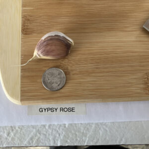 Gypsy Rose