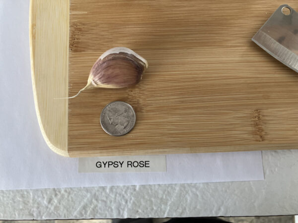 Gypsy Rose