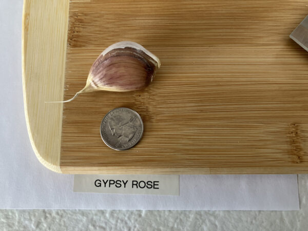 Gypsy Rose - Image 2