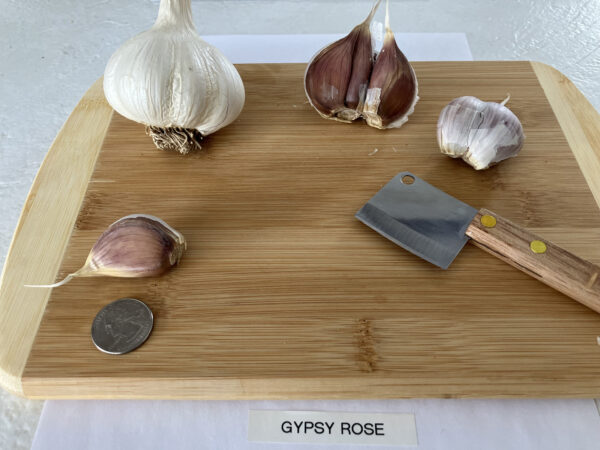 Gypsy Rose - Image 4