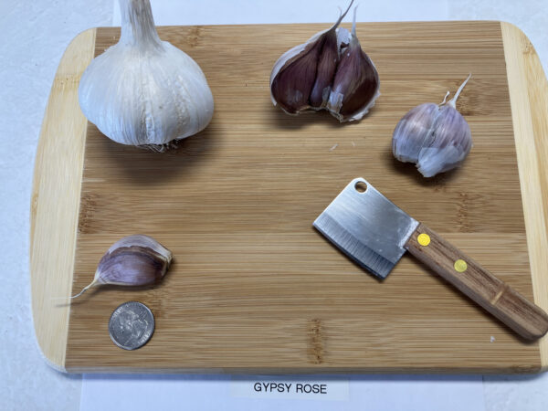 Gypsy Rose - Image 6